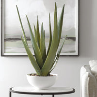 Everado Aloe Planter