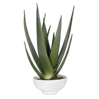 Everado Aloe Planter